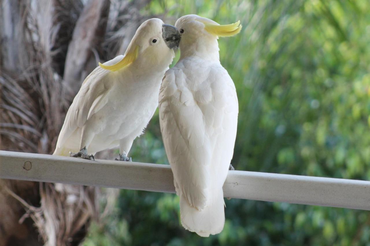 Airlie Beach Eco Cabins - Adults Only エクステリア 写真